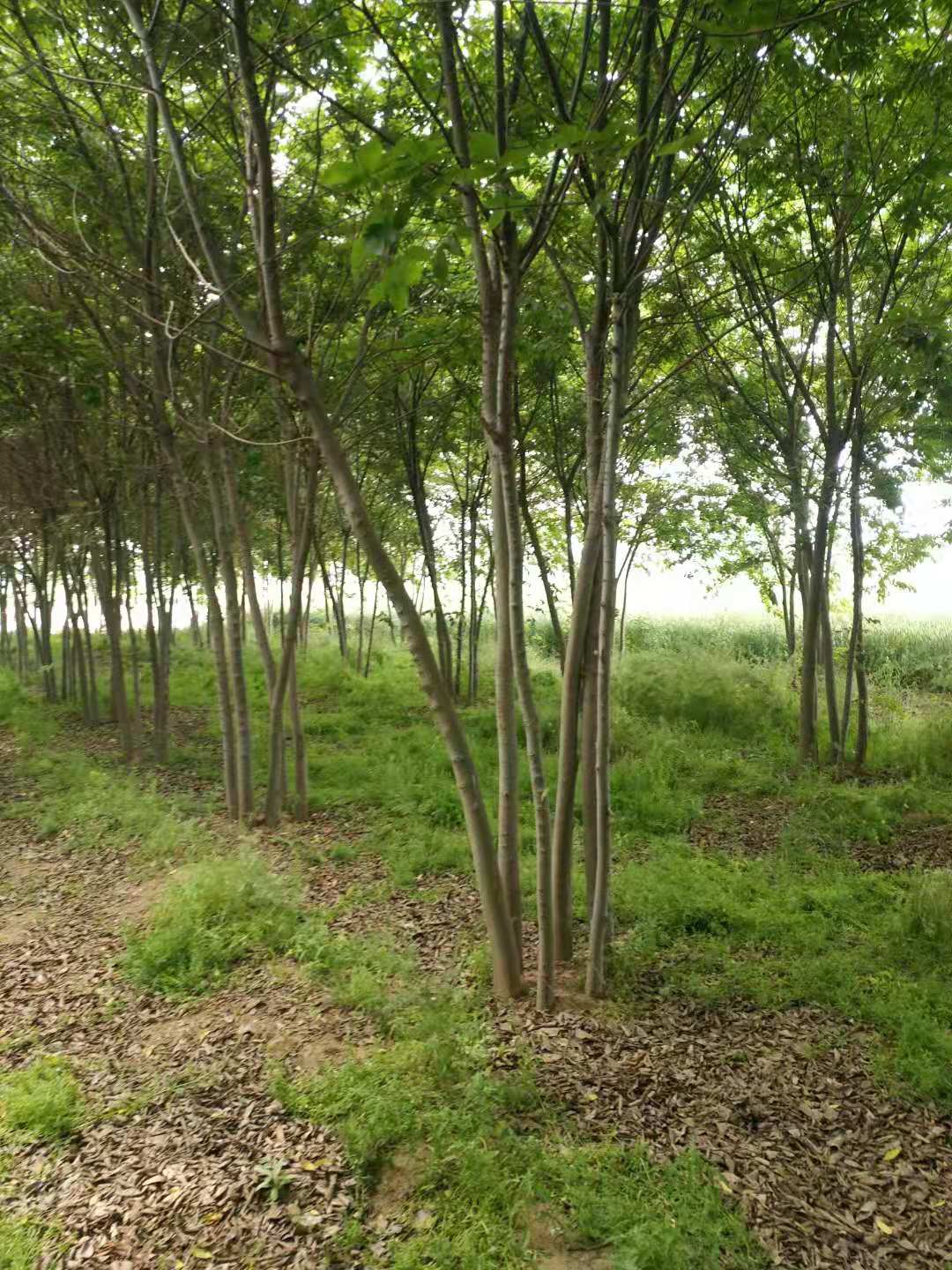 從生白蠟.叢生國(guó)槐.從叢生樸樹