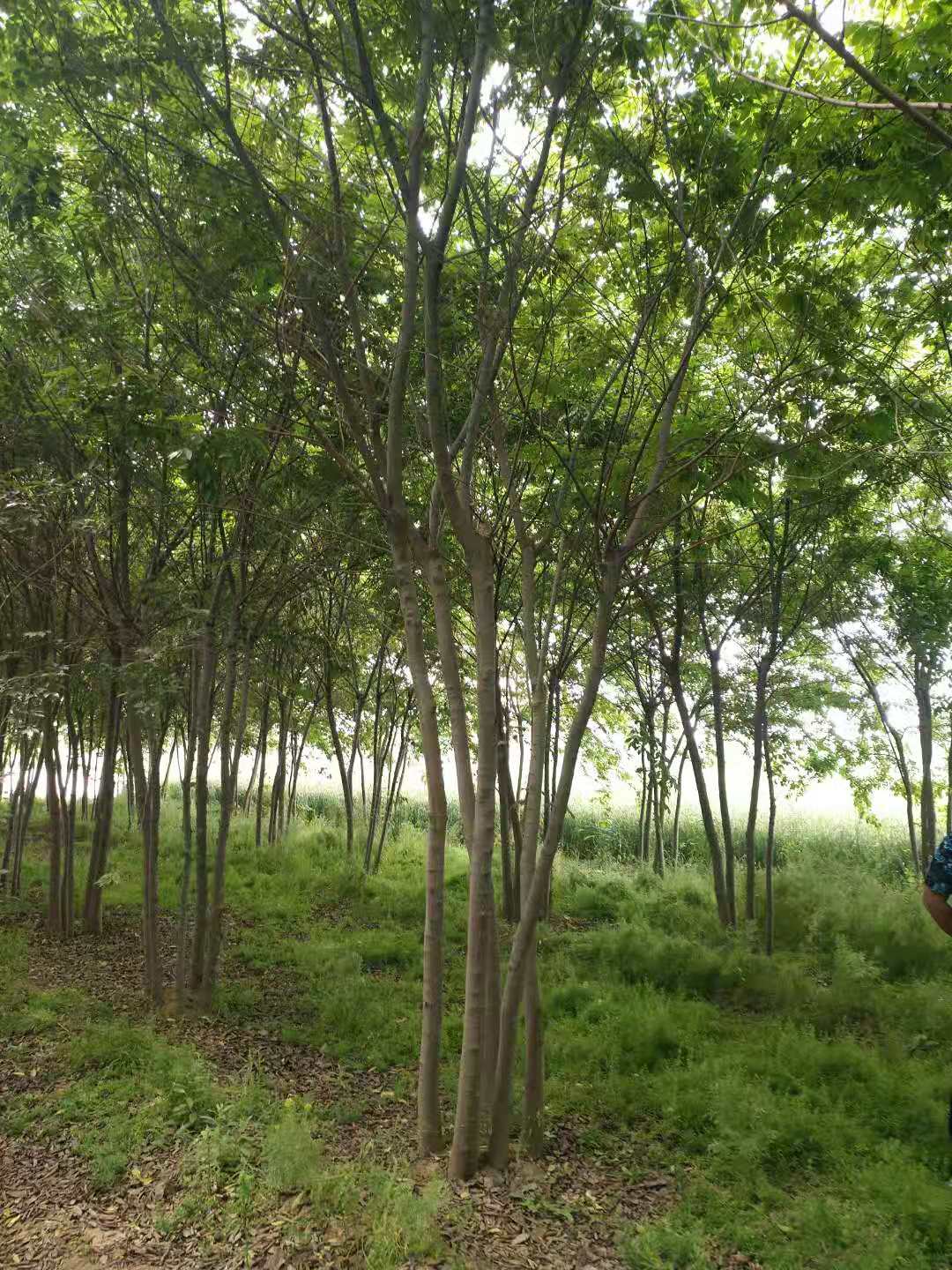 從生白蠟.叢生國(guó)槐.從叢生樸樹