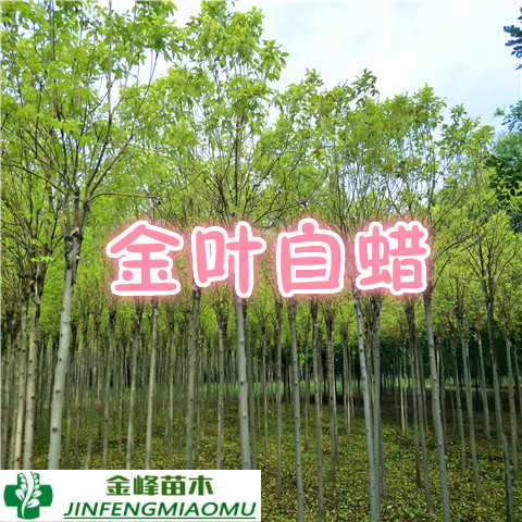 金葉白蠟 河北金葉白蠟價格博野金峰園林
