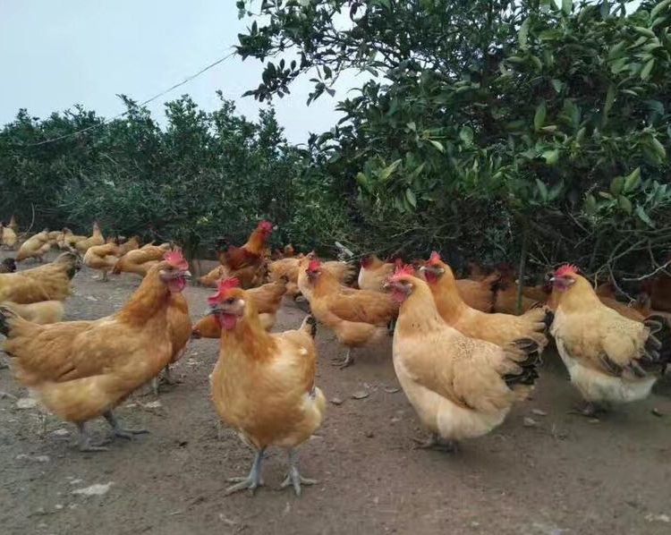 正規(guī)土雞苗地址  正規(guī)土雞苗報(bào)價(jià)