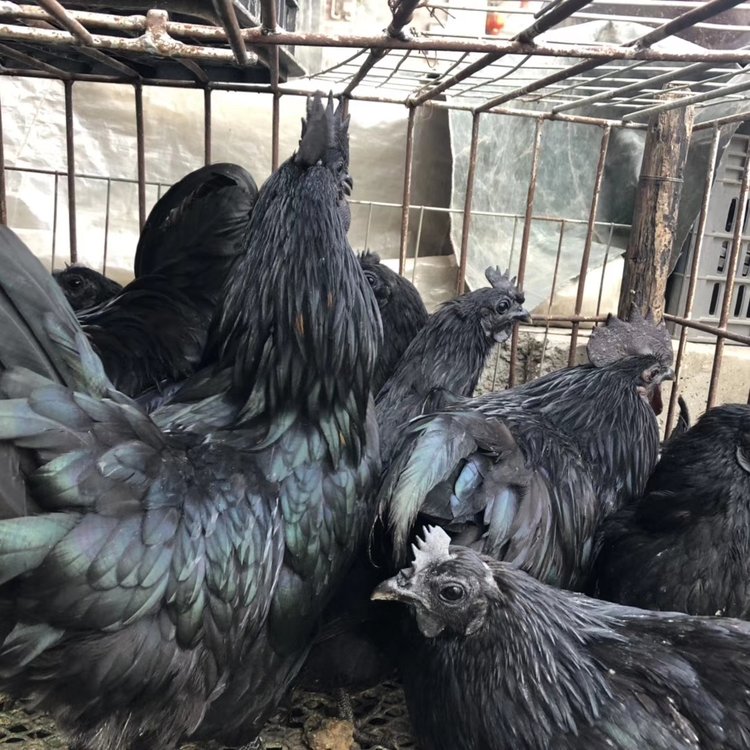 正規(guī)土雞苗地址  正規(guī)土雞苗報(bào)價(jià)