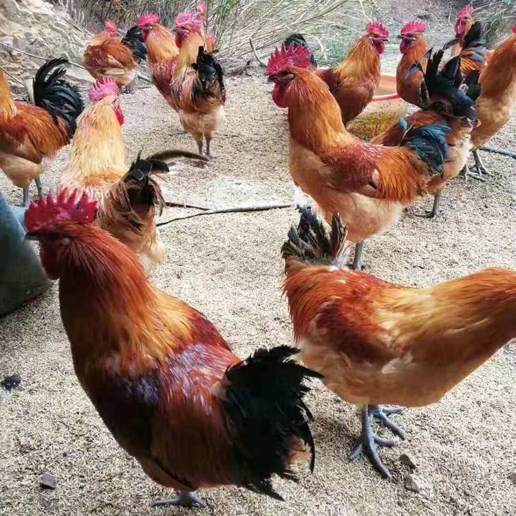 土雞苗出售  土雞苗價(jià)格
