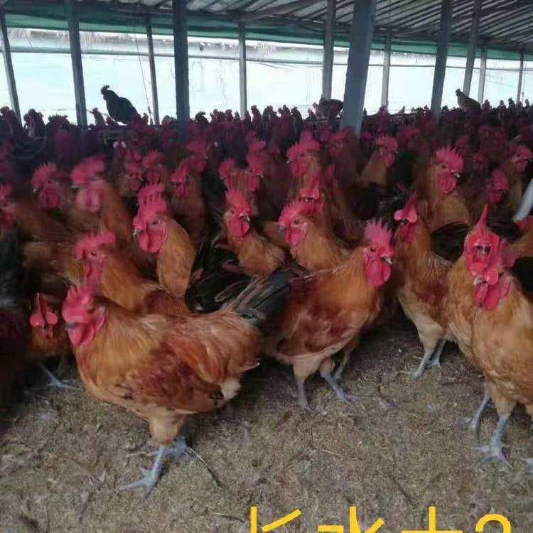 散養(yǎng)土雞苗地址  散養(yǎng)土雞苗多少錢