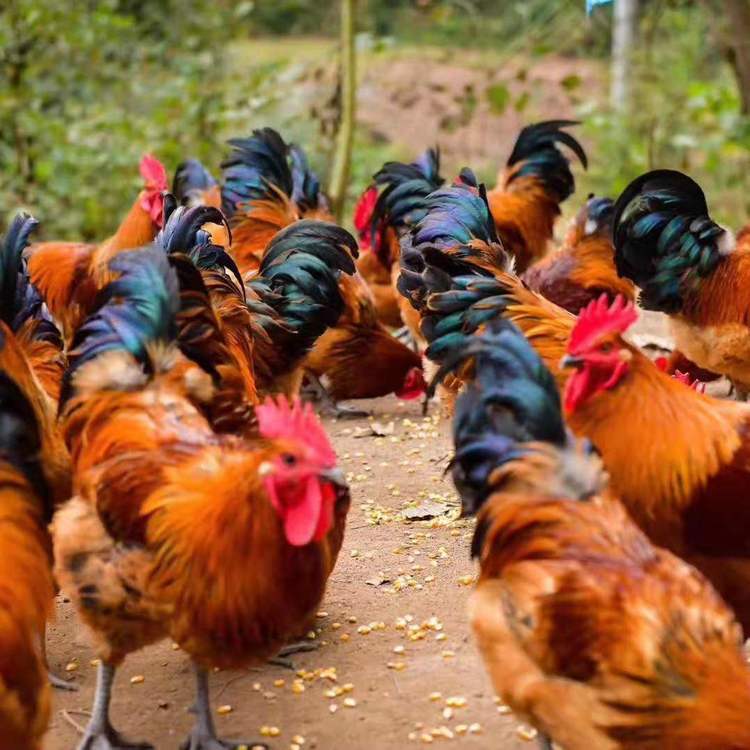 散養(yǎng)土雞苗地址  散養(yǎng)土雞苗多少錢