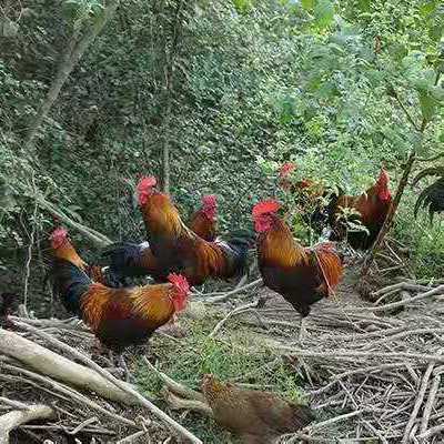 散養(yǎng)土雞苗地址  散養(yǎng)土雞苗多少錢