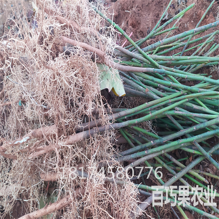 湖南百萬油桐苗高產(chǎn)千年桐小米桐基地歡迎您