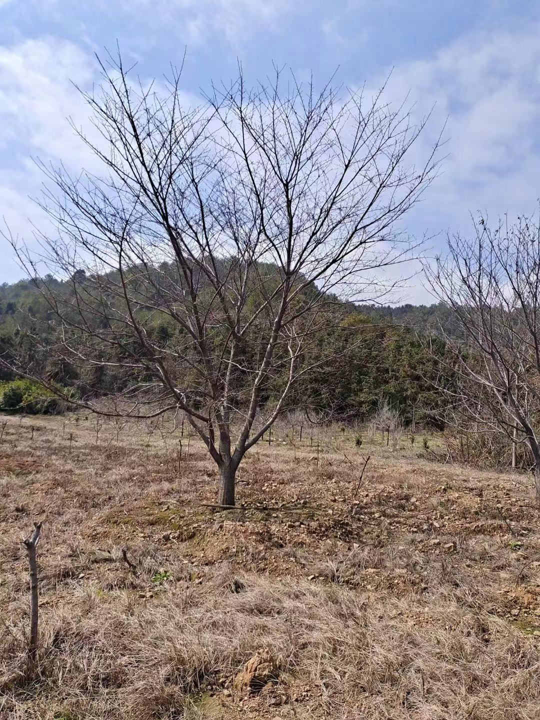 櫻花樹批發(fā)價格 櫻花生產(chǎn)基地 櫻花報價