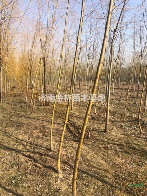 山東2公分金絲垂柳價格 3公分金絲垂柳批發(fā) 4公分金絲垂柳報價