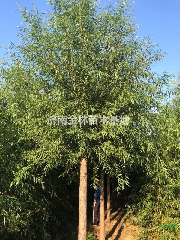 大量供應(yīng)8公分柳樹  10公分柳樹報(bào)價(jià) 12公分柳樹批發(fā)