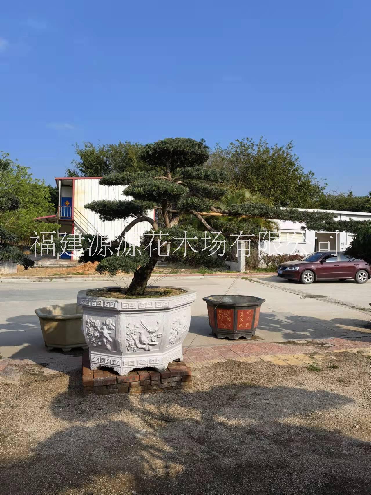 羅漢松基地電話 漳州羅漢松供應(yīng)商