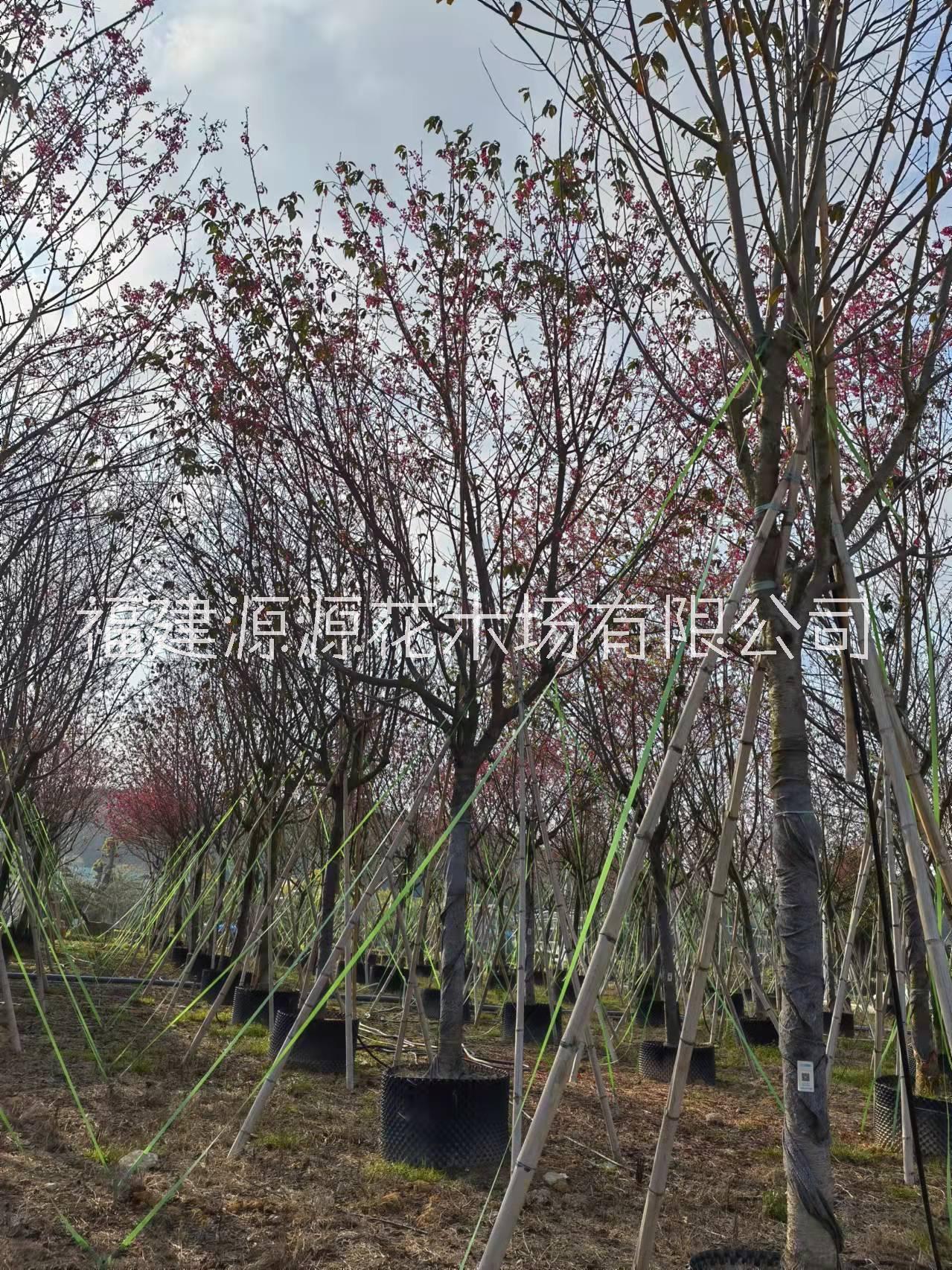 香樟樹(shù)批發(fā)價(jià)格 福建香樟樹(shù)苗圃基地