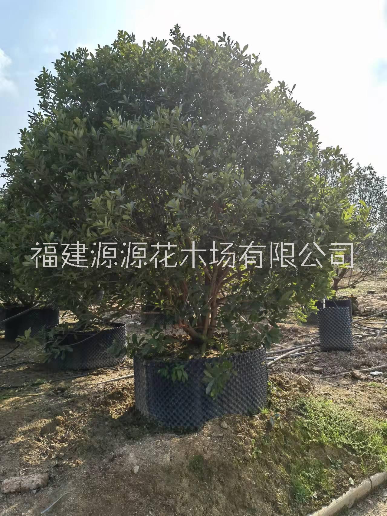 楊梅樹種植基地-楊梅樹批發(fā)報價-楊梅樹培育園-楊梅樹銷售電話