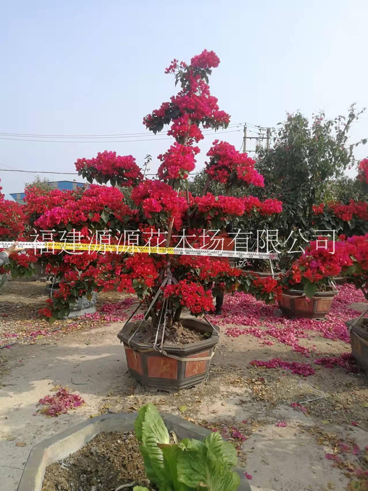 紅花三角梅莊市場(chǎng)報(bào)價(jià) 福建紅花三角梅莊種植戶
