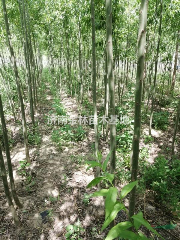 2公分柳樹(shù)價(jià)格 3公分柳樹(shù)報(bào)價(jià) 4公分柳樹(shù)廠家