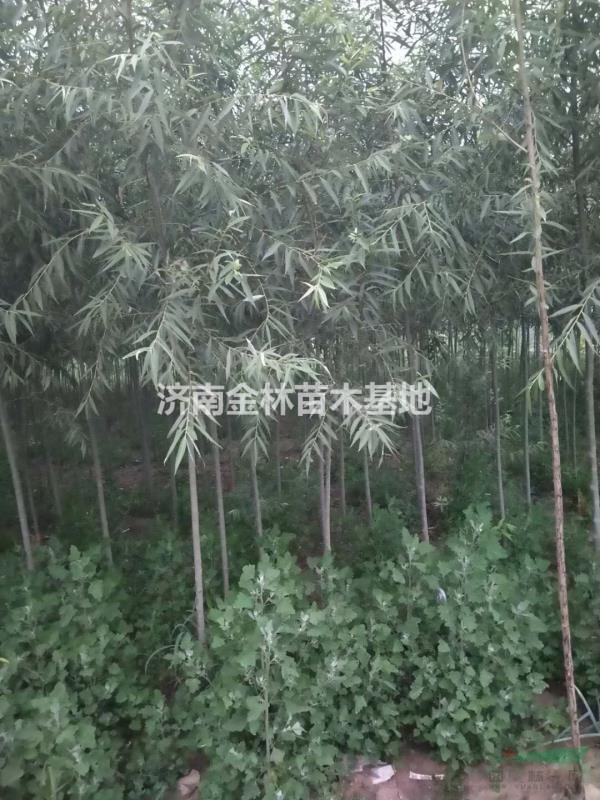 2公分旱柳生產(chǎn)基地 山東3公分旱柳廠家 4公分旱柳價格