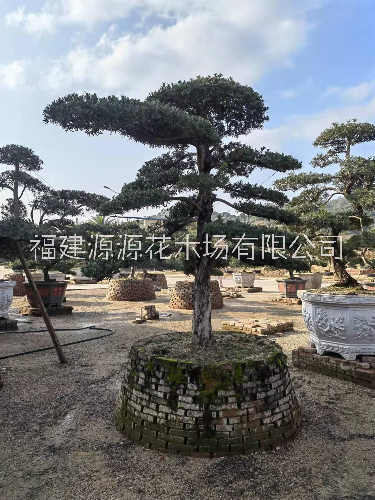 羅漢松基地電話 漳州羅漢松供應(yīng)商