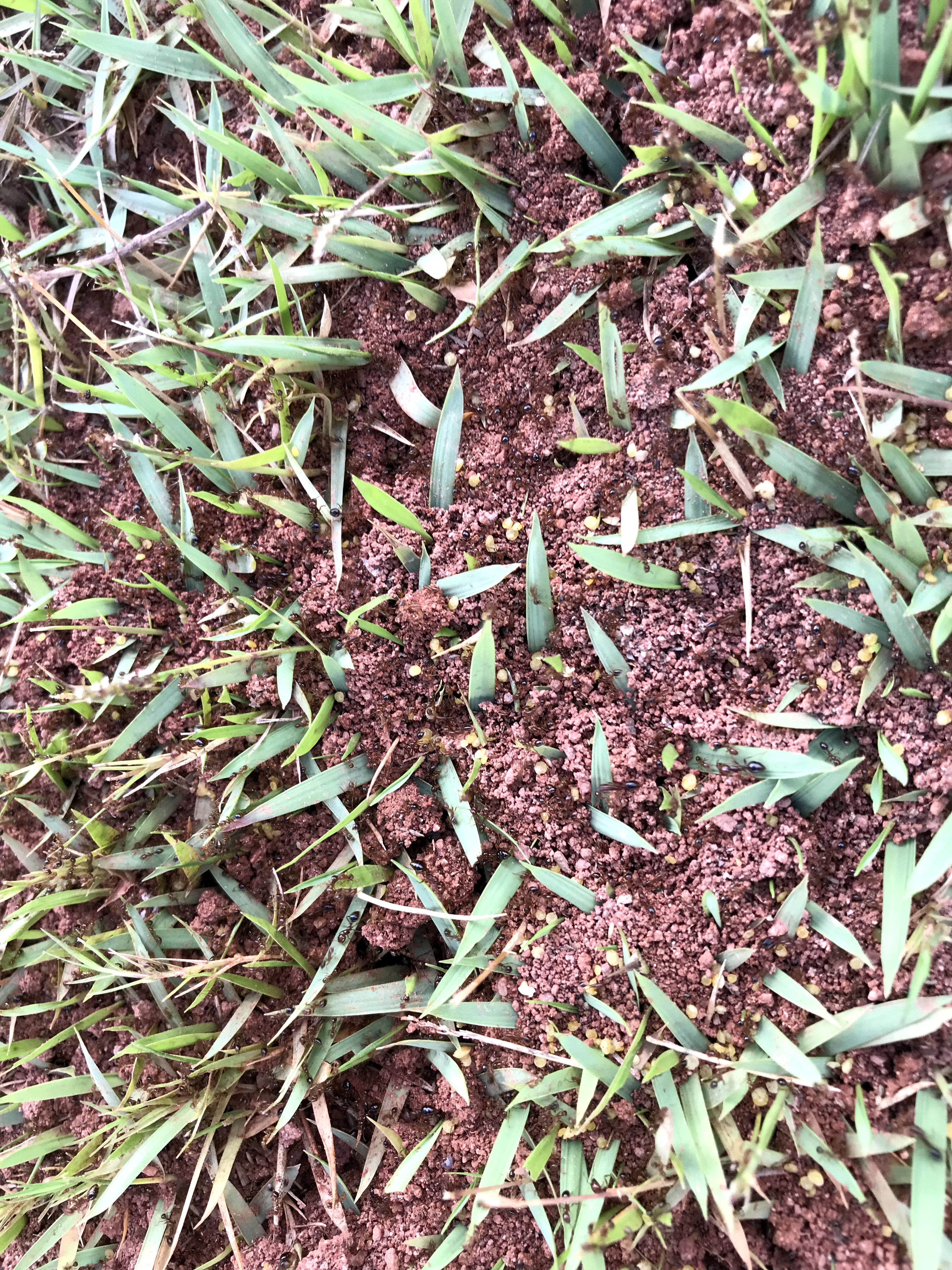 禪城滅紅火蟻工程，張槎滅紅火蟻公司，石灣滅紅火蟻熱線