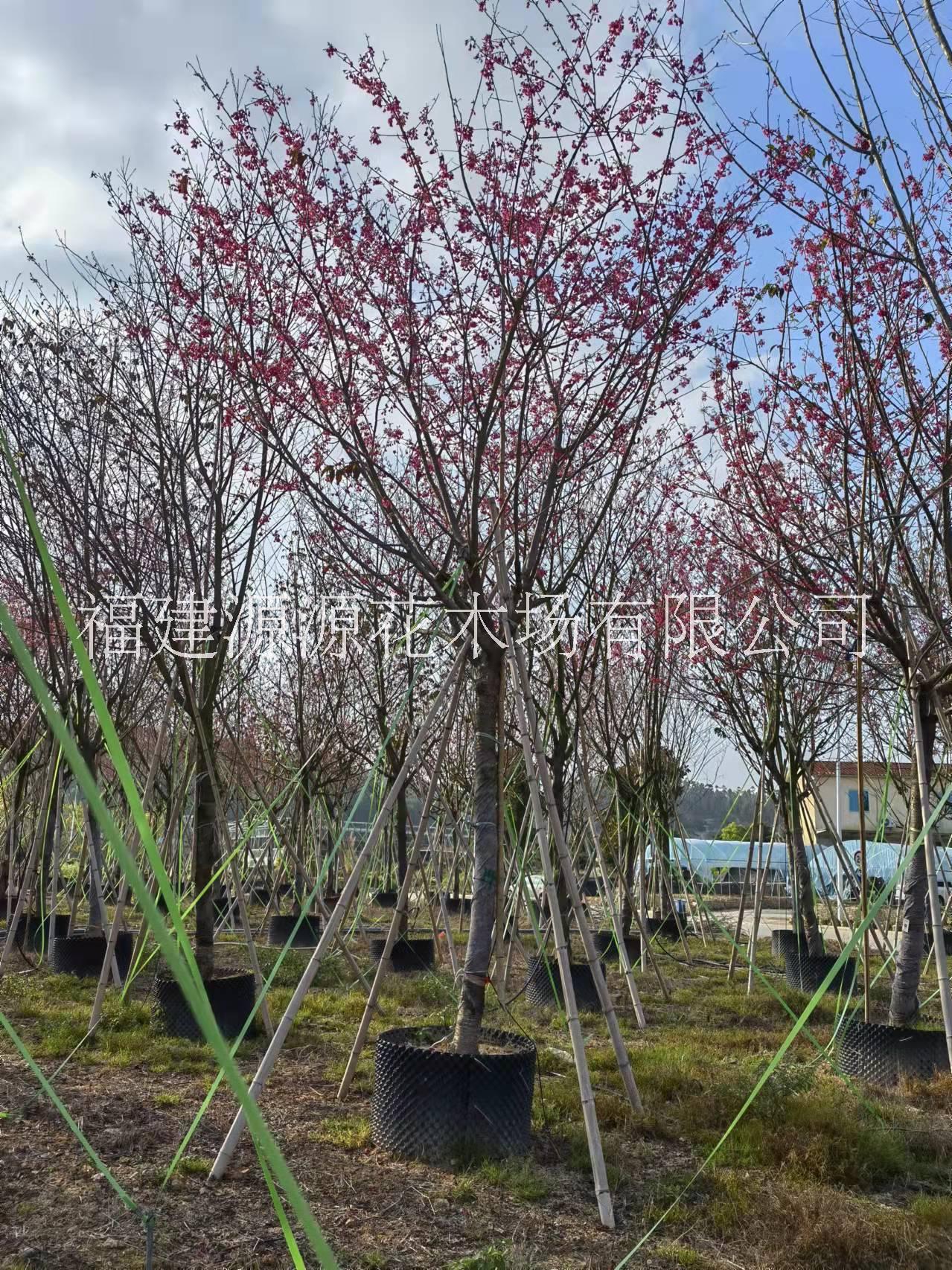 香樟種植基地-香樟批發(fā)-香樟價(jià)格-香樟大量供應(yīng)-香樟出售