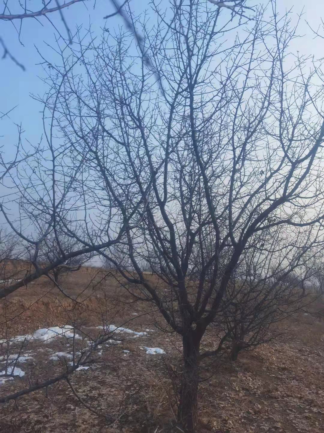 山杏 湖南山杏 山杏樹(shù)苗種植基地 山杏樹(shù)苗批發(fā)價(jià)格 供貨商