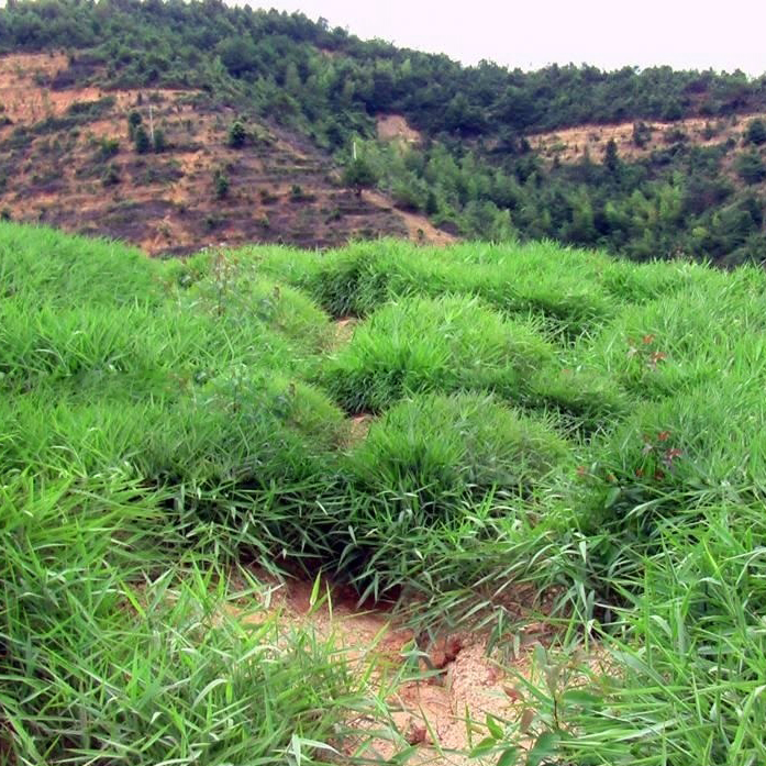 糖蜜草種子廣西糖蜜草種子護坡復綠草籽多年生噴播邊坡綠化常用草種