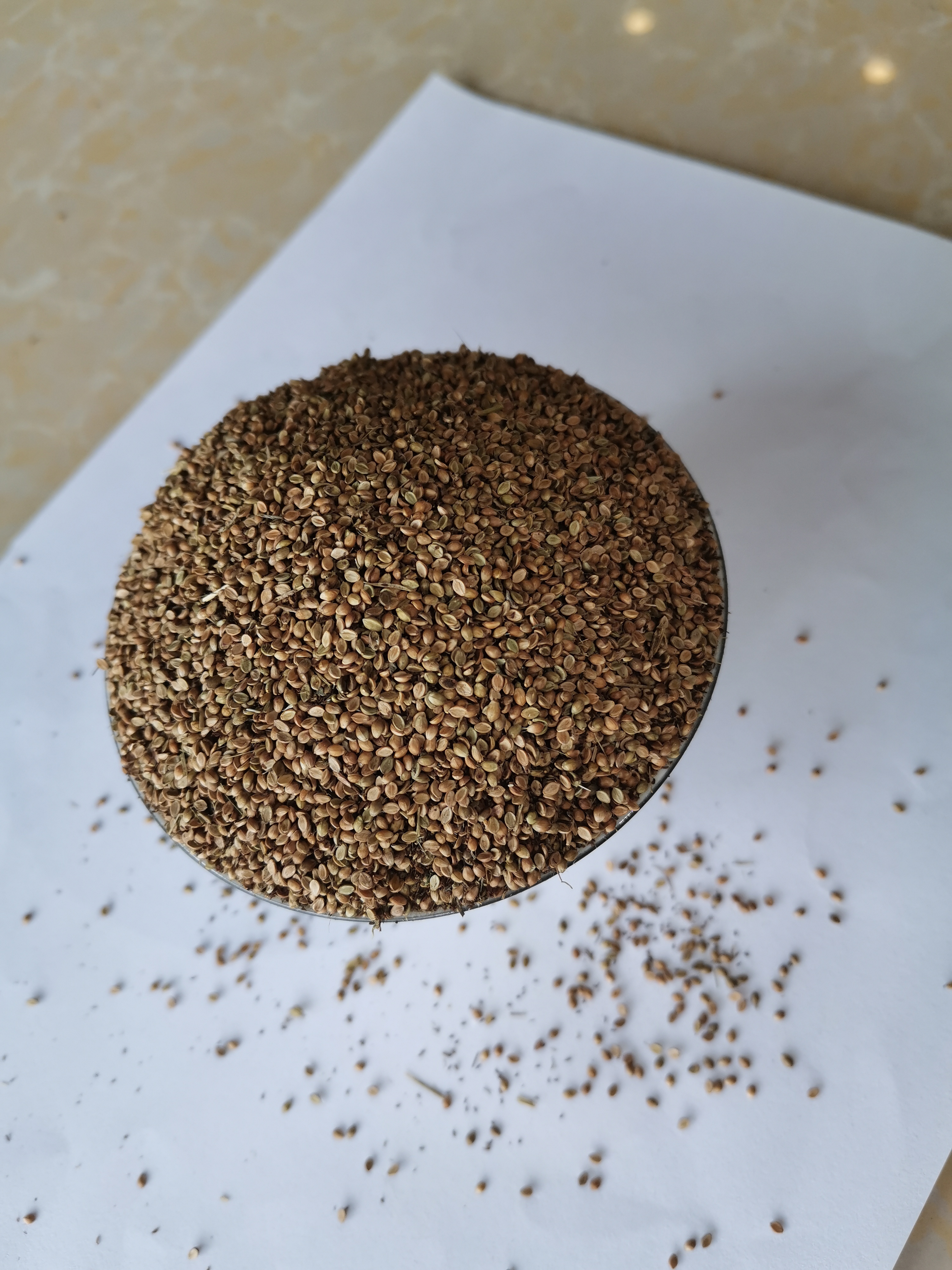 寬葉雀稗種子廣西寬葉草草籽耐熱耐旱多年生護(hù)坡綠化草種