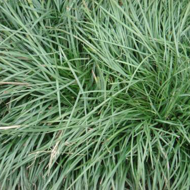 黑麥草種子草皮草坪型草籽多年生邊坡綠化護(hù)坡常用草種