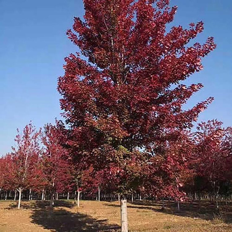 美國(guó)紅楓夕陽(yáng)紅報(bào)價(jià)  美國(guó)紅楓夕陽(yáng)紅哪里好