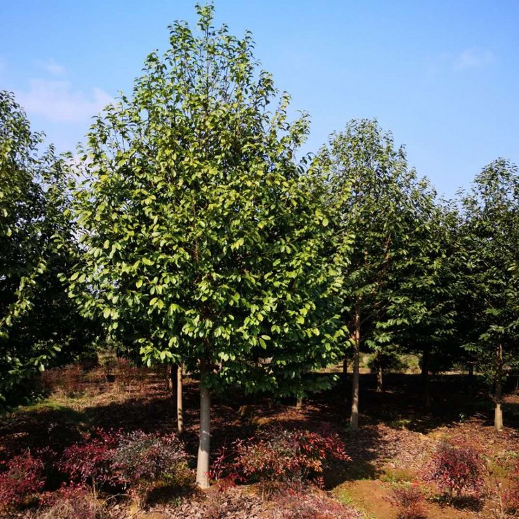 樂昌含笑的價(jià)格