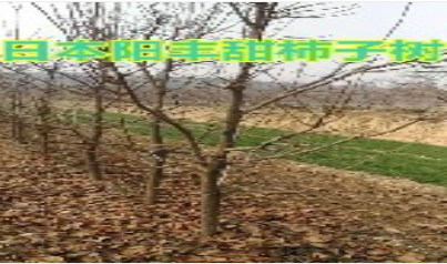 柿子樹(shù)出售 柿子樹(shù)基地 柿子樹(shù)