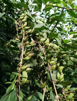 連翹苗培育方法 連翹苗正確培育 連翹苗  連翹苗培育的方法