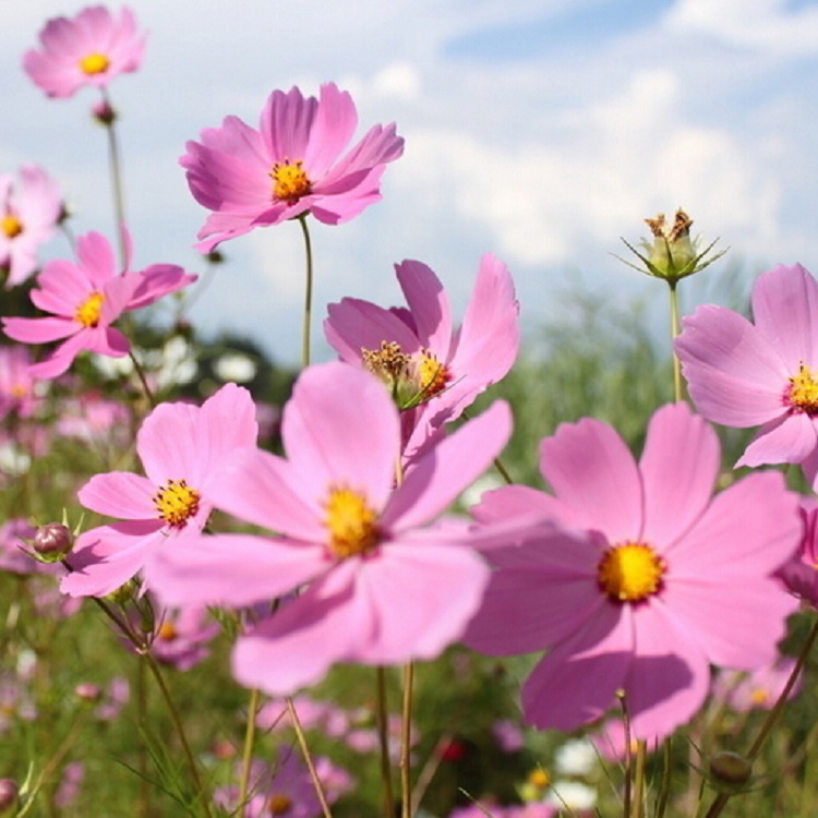 波斯菊種子廣西南寧格?；ɑɑ芊N子邊坡綠化常用花種