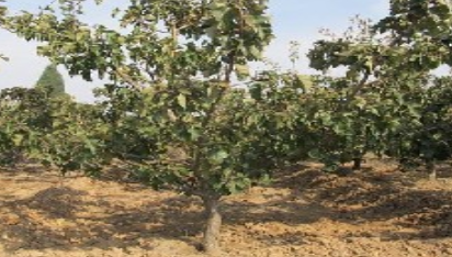 柿子樹價格  山西柿子樹基地 柿子樹批發(fā) 柿子樹批發(fā)價格