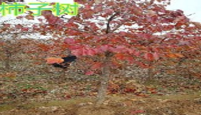 柿子樹基地  柿子樹哪里的比較好 柿子樹價(jià)格