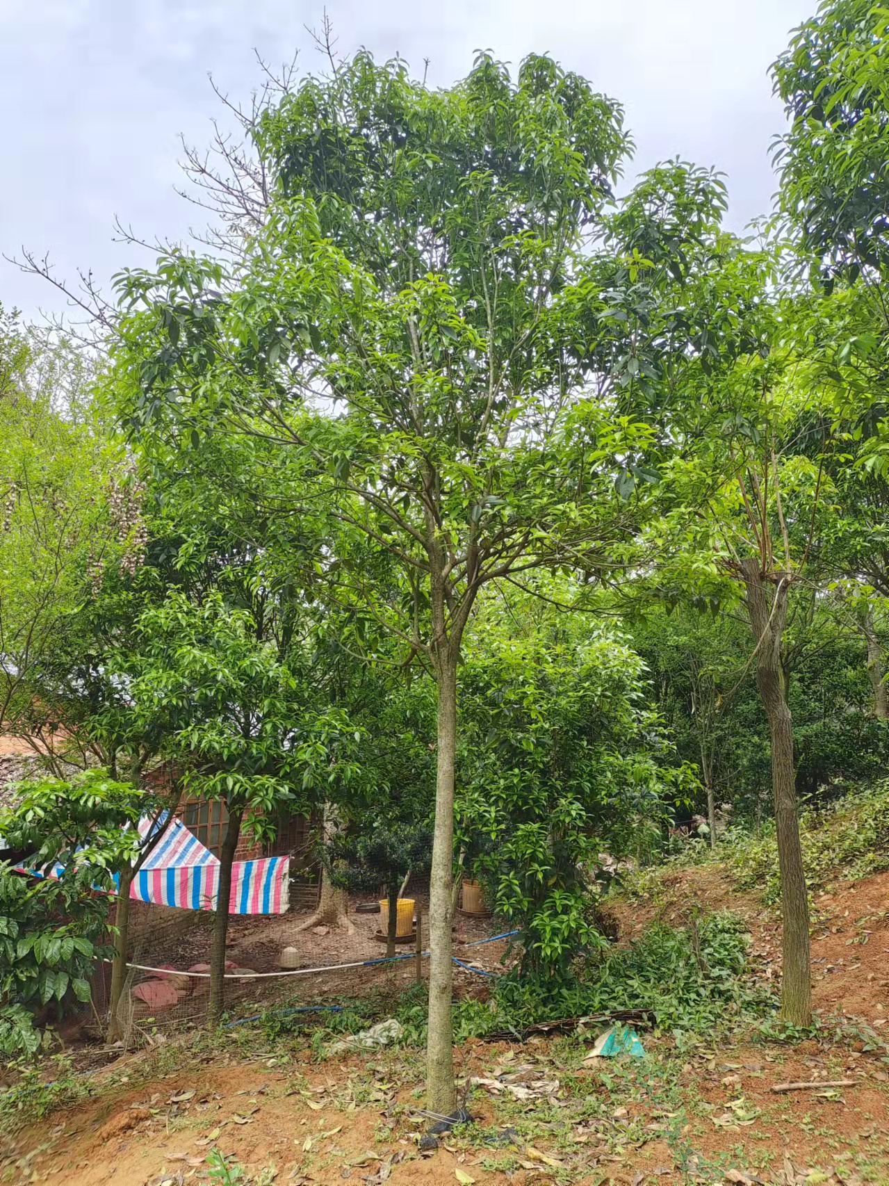清遠(yuǎn)桂花苗種植場(chǎng)/桂花苗種植場(chǎng)批發(fā)/桂花苗種植場(chǎng)哪家好