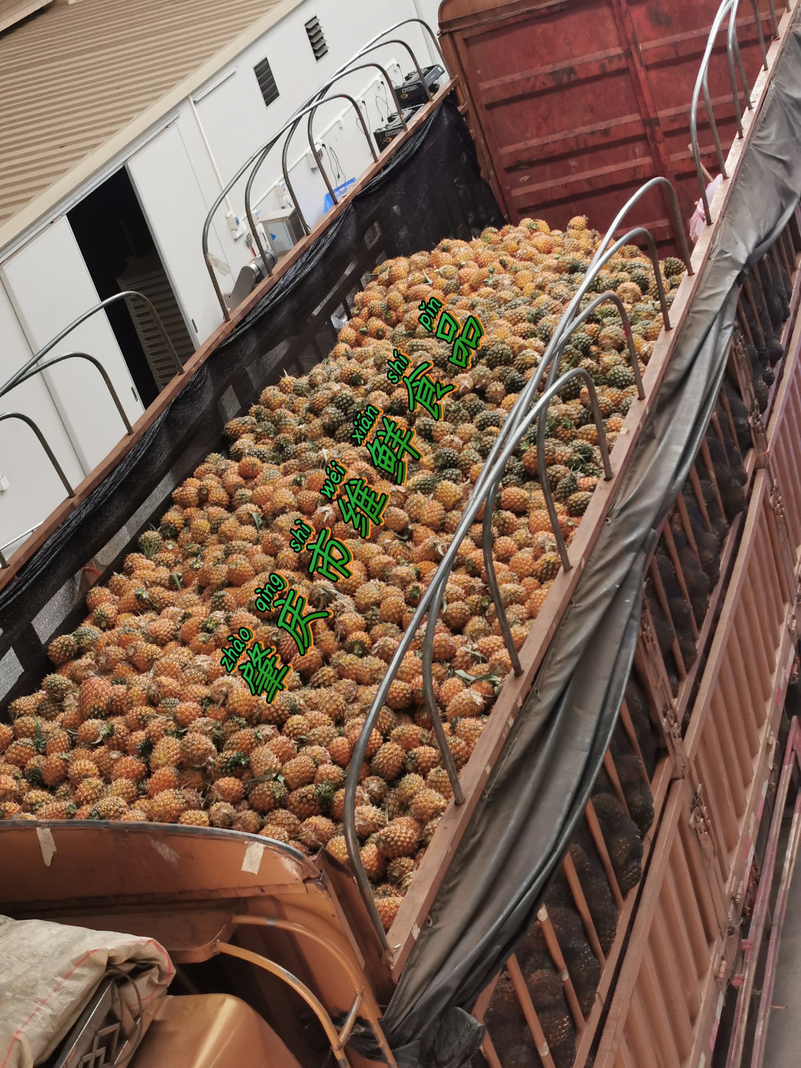 10kg/箱 速凍菠蘿塊