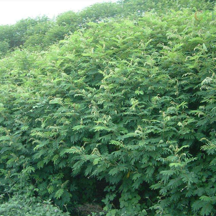 山毛豆廣西山毛豆種子護坡綠化常用灌木種子批發(fā)