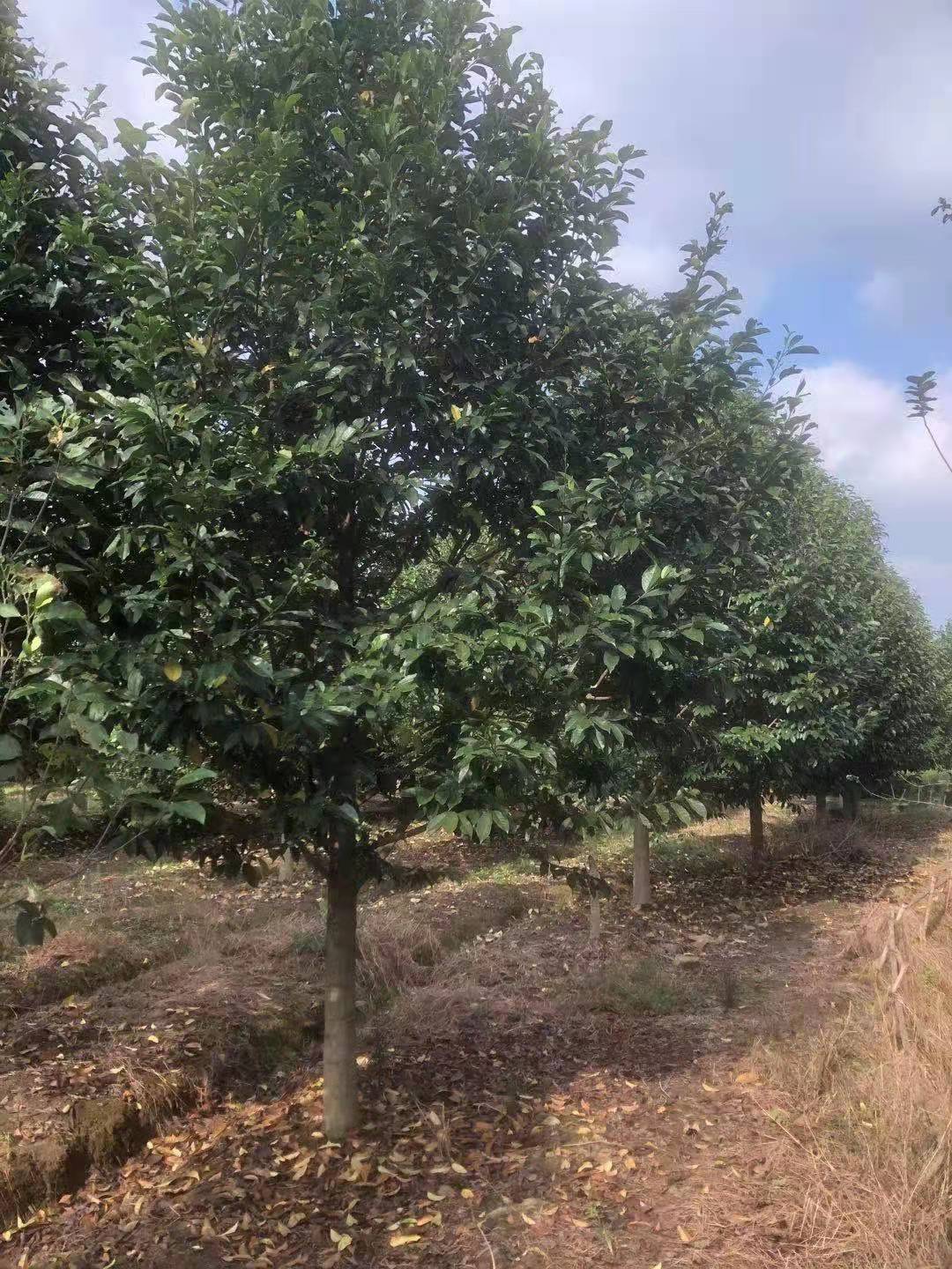 樂(lè)昌含笑哪里有哪里便宜