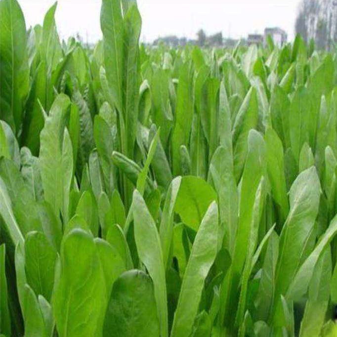 菊苣廣西菊苣種子牛羊家禽常用牧草草籽草種批發(fā)