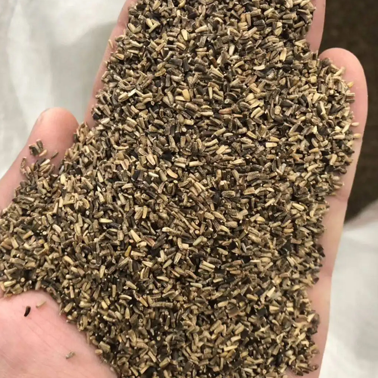 菊苣廣西菊苣種子牛羊家禽常用牧草草籽草種批發(fā)