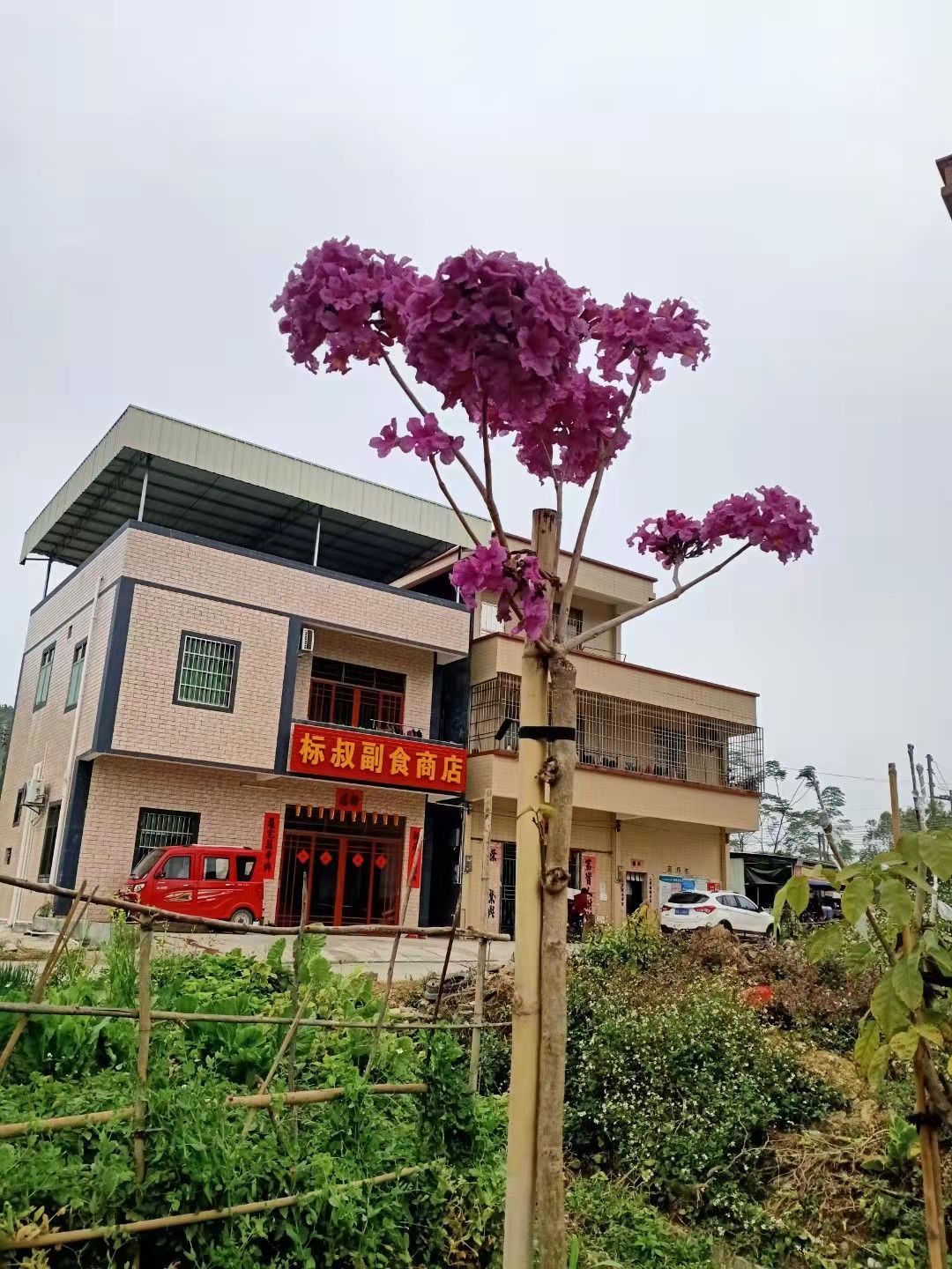 紫花風(fēng)鈴木哪家優(yōu)惠 廣東紫花風(fēng)鈴木廠家