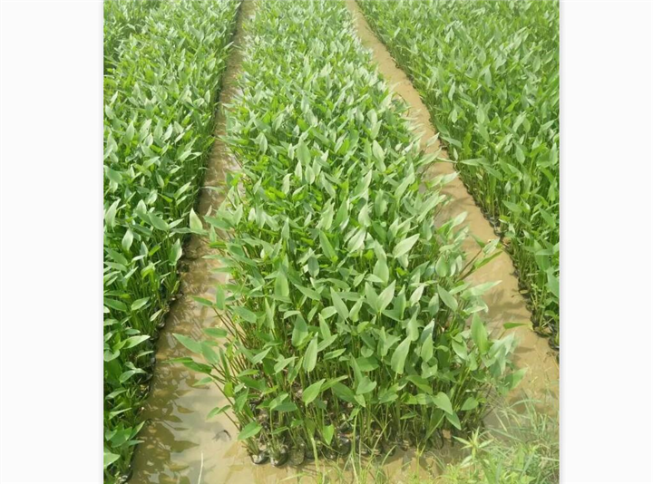 盆栽梭魚草  北京水上浮島制作