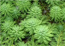 武漢沉水植物多少錢  武漢沉水植物公司
