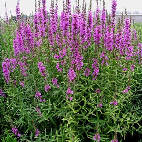 北京盆栽千屈菜哪里有-哪家好-電話