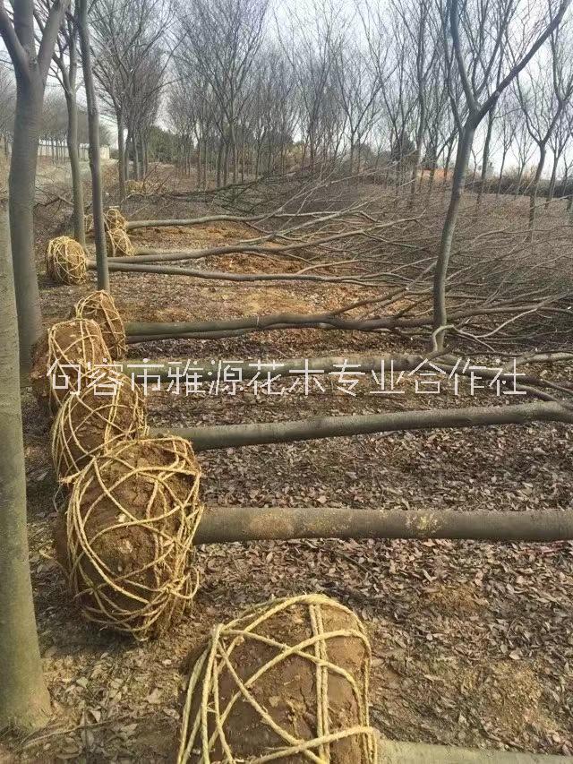 江蘇省 句容市苗圃基地直接供應行道樹 18公分櫸樹