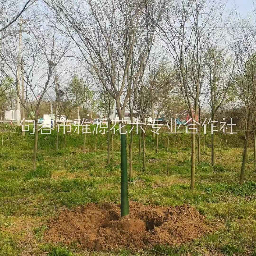 江蘇省 句容市苗圃基地直接供應行道樹 18公分櫸樹