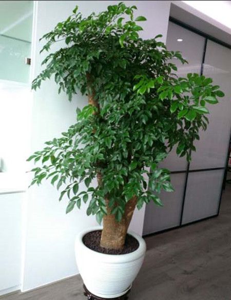 承包東莞綠化養(yǎng)護(hù) 東莞草坪修剪 東莞綠化修剪