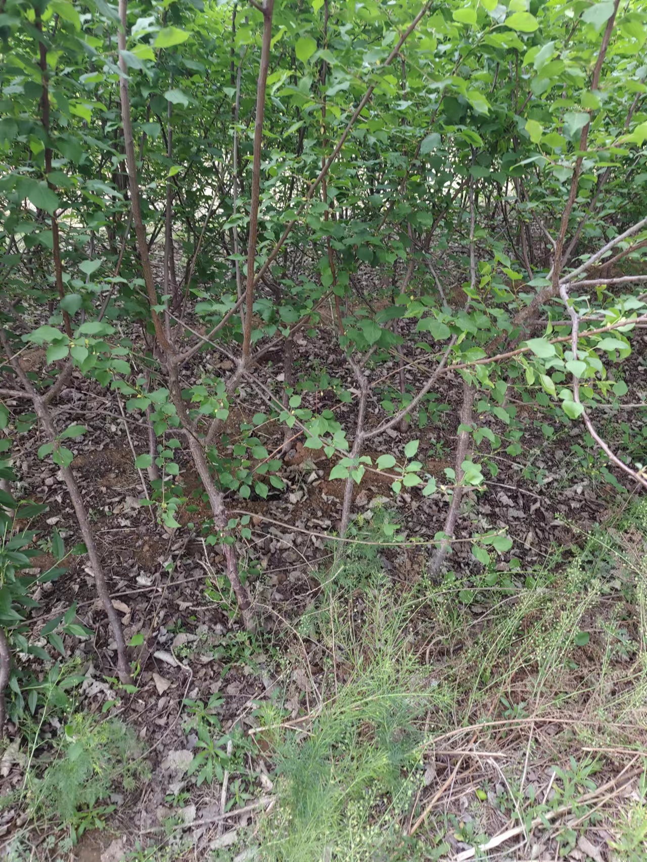 山東泰安山杏批發(fā)-基地-價格