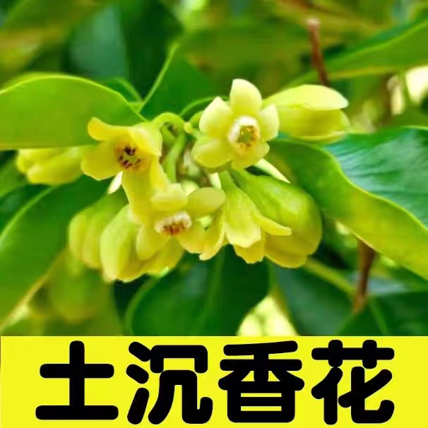 重慶土沉香花茶供應(yīng)商，土沉香花茶哪里有賣，土沉香花茶批發(fā)價(jià)