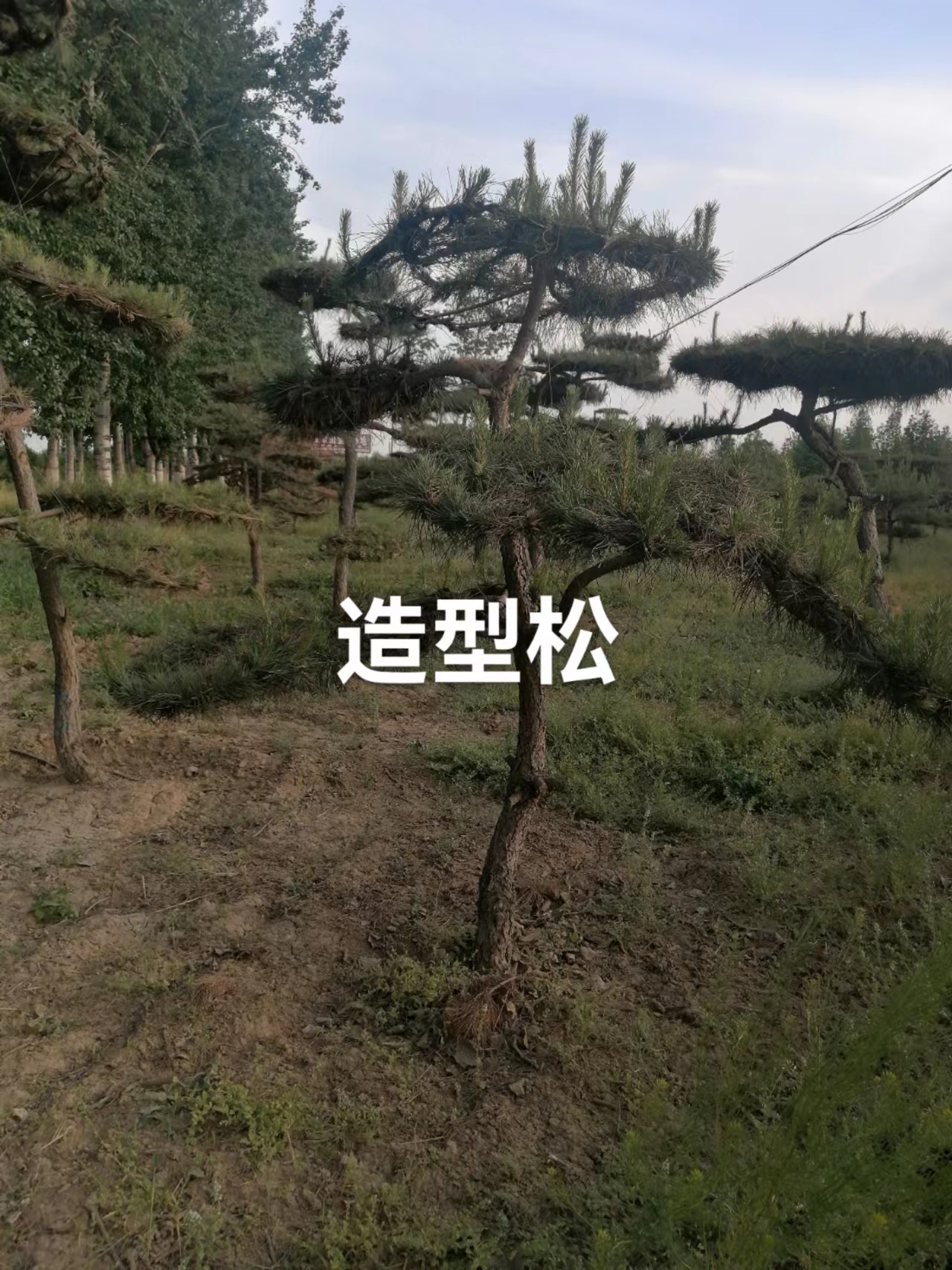 河北造型松批發(fā)商