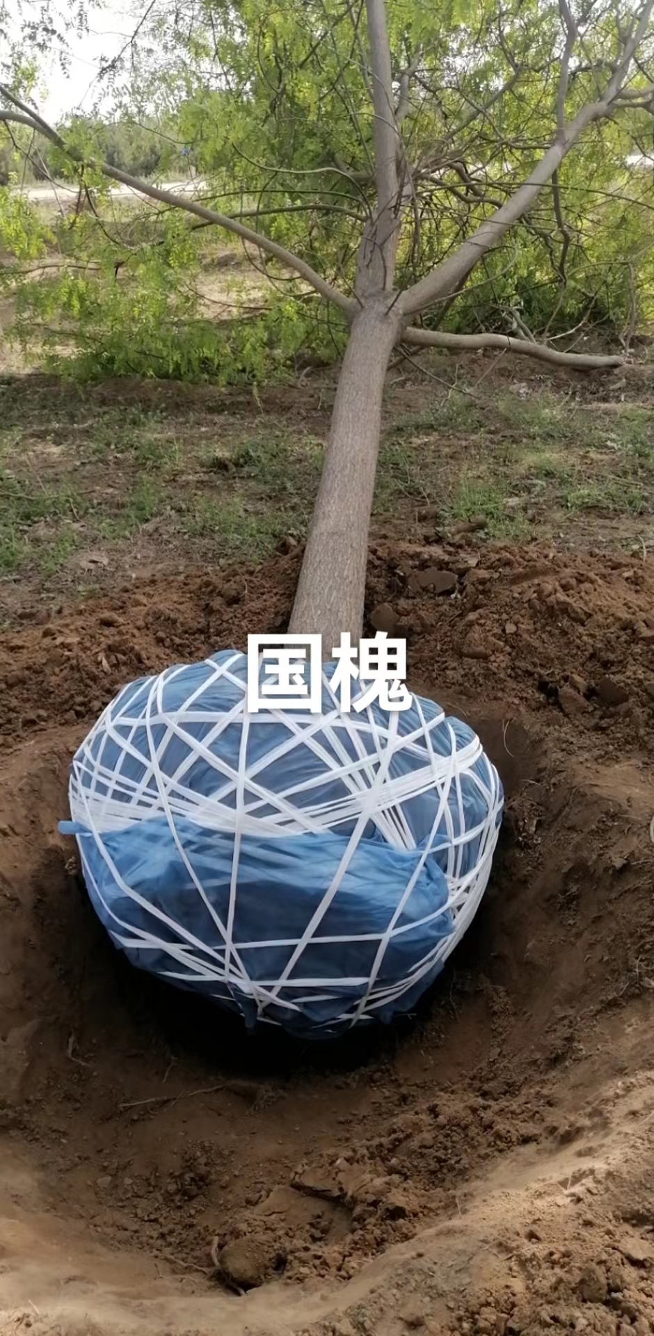 河北基地批發(fā)國(guó)槐